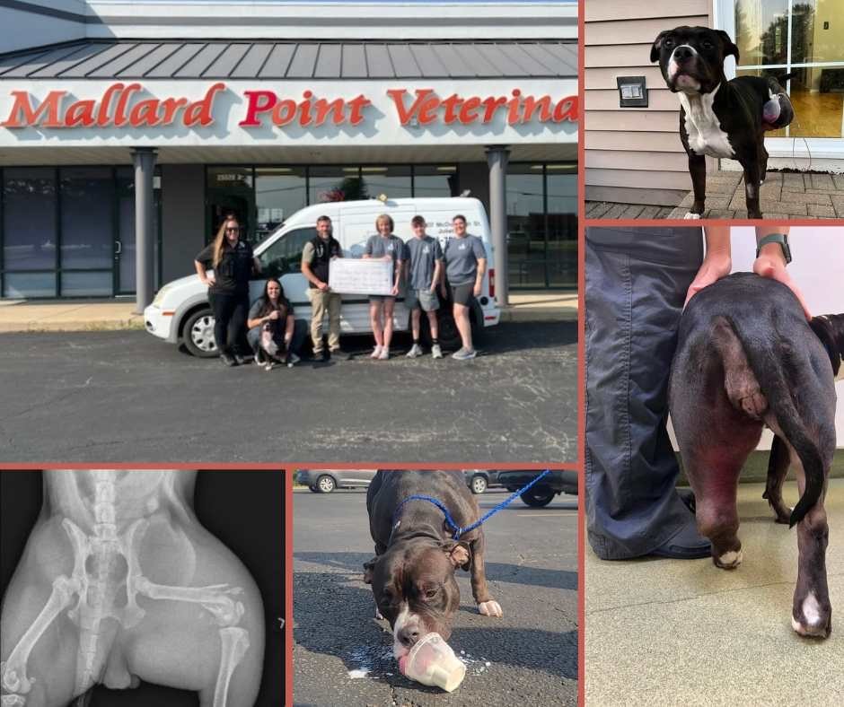 Veterinary Technicians standing in front of a van with a dog; photos of the dog Lily Mae in a collage; One in which lily mae, a black and white pit bull is standing happily; lily mae eating ice cream out of a cup; lily mae's x-rays showing her leg is broken; lily mae's broken leg